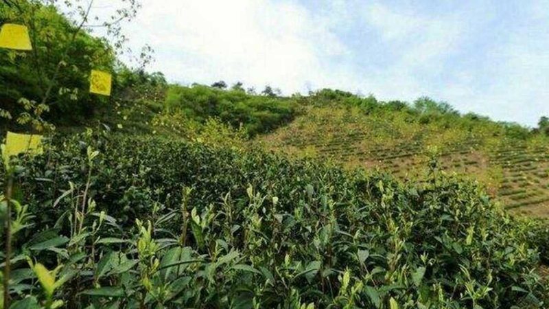 绿色食品认证与无公害认证：两者的区别与选择