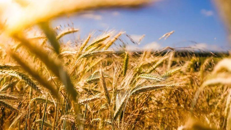 蔬菜大棚保温被定制：揭秘其选材与保温原理